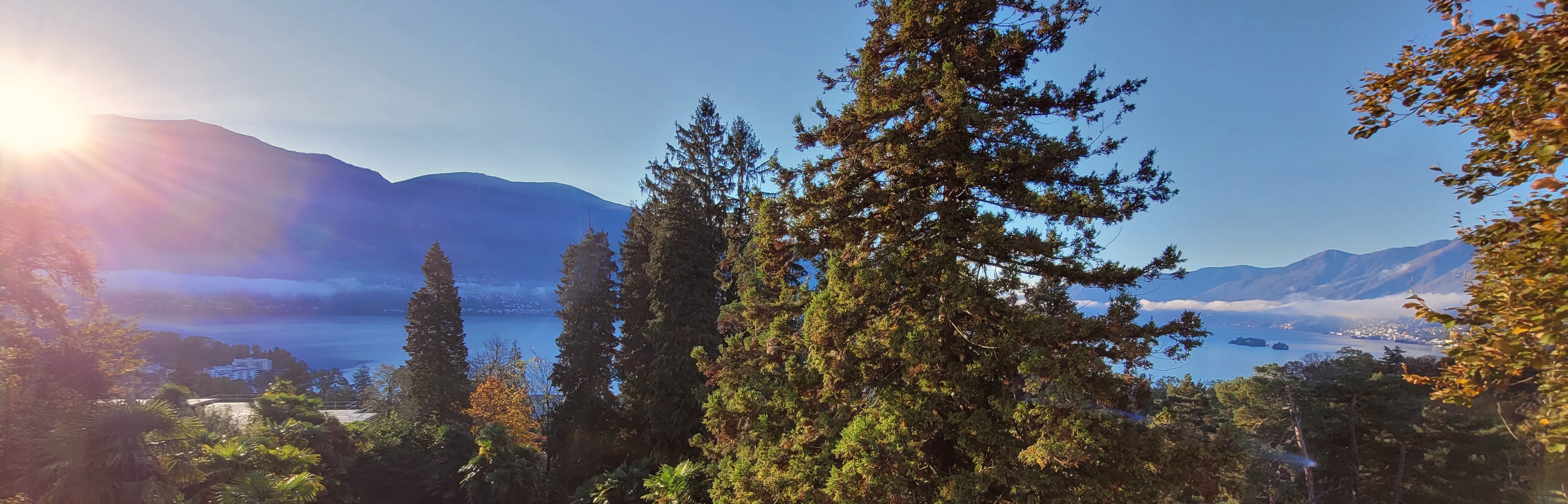 Photo of a lake surrounded by mountains with a large coniferous tree in the foreground